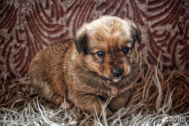 Собака в добрые руки отдам бесплатно
