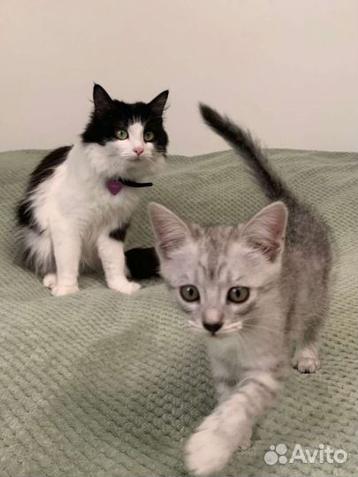 Кошечка в добрые руки