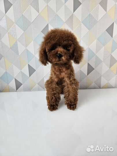 Кукольная девочка, той пудель