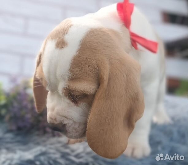 Щенки бигля