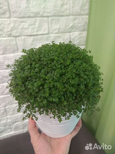 Гелксина (солейролия)