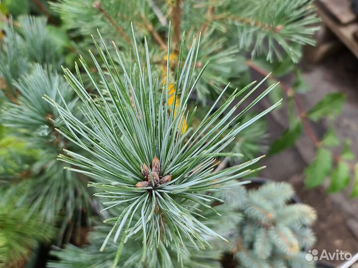 Сосна голубая,гибкая Глаука
