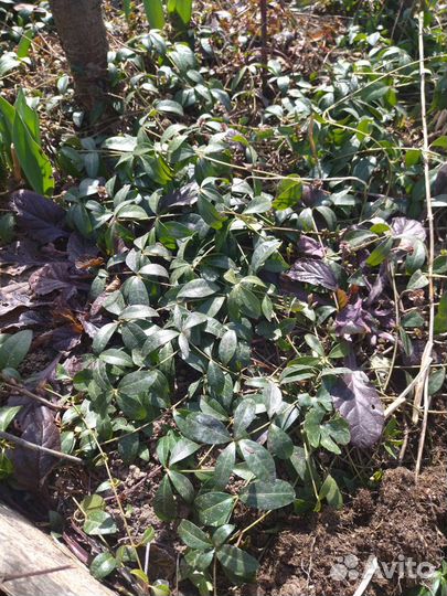 Живучка ползучая