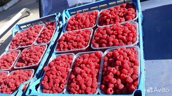 Малина и клубника