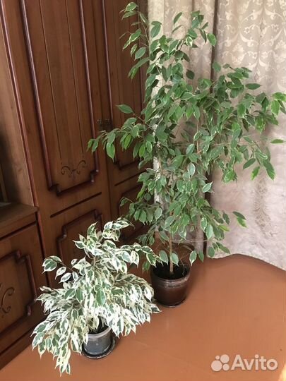 Фикус бенджамина