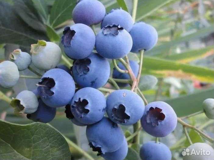 Саженцы голубики Дюк