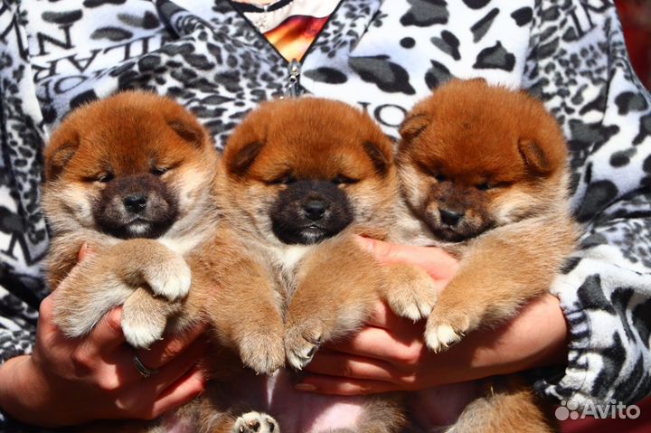 Предлагаем для бронирования щенков породы Сиба ину