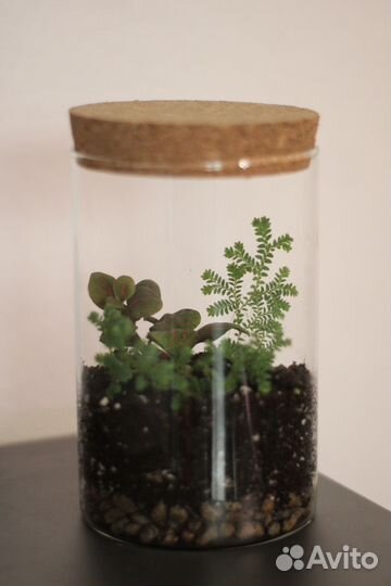 Флорариум, растения в банке