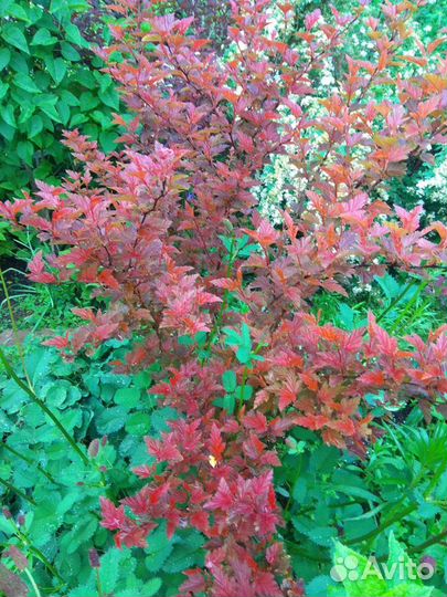 Пузыреплодники