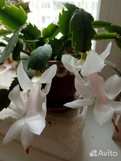 Декабрист шлюмбергера