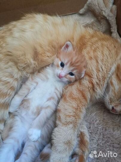 Рыжое счастье