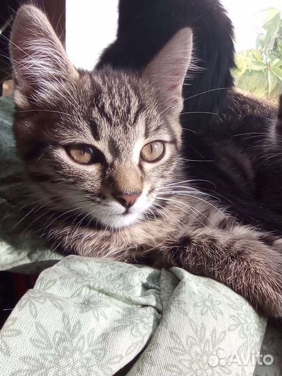 Котëнок