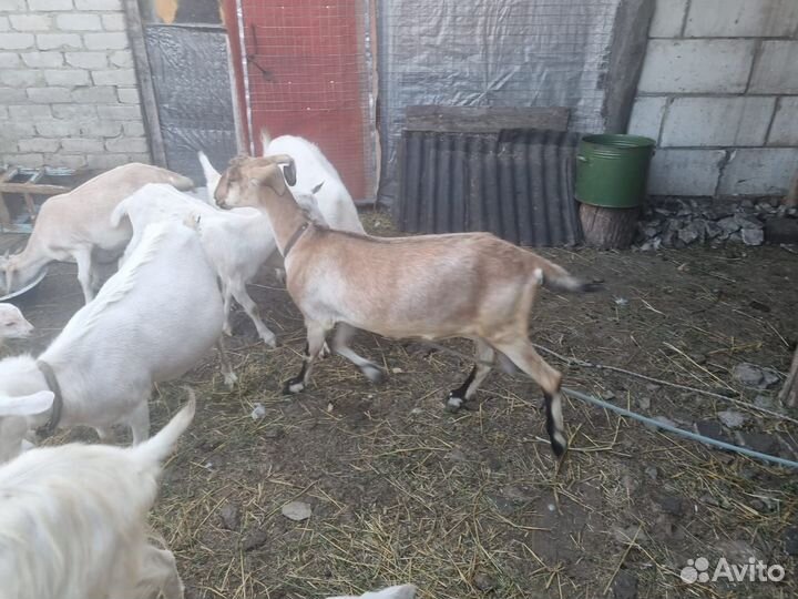 Козы разных пород