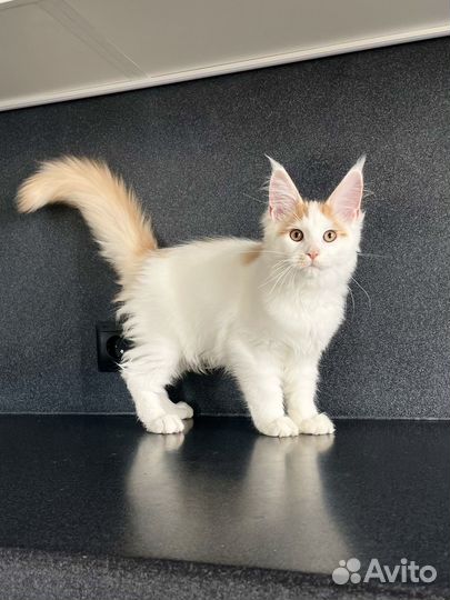 Мейн-кун котик