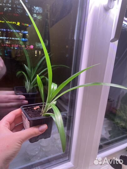 Хлорофитум