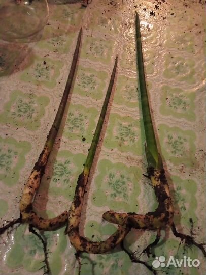 Сансевиерия патенс эд эби