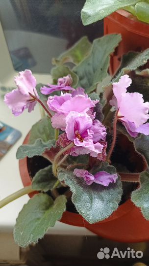 Фиалка черенки с корнями