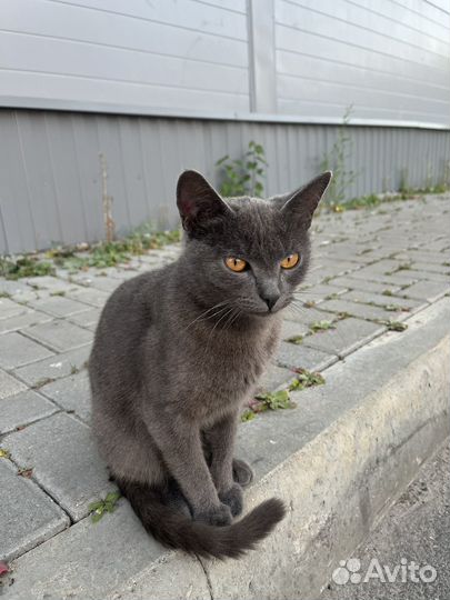 Котята русская голубая в добрые руки