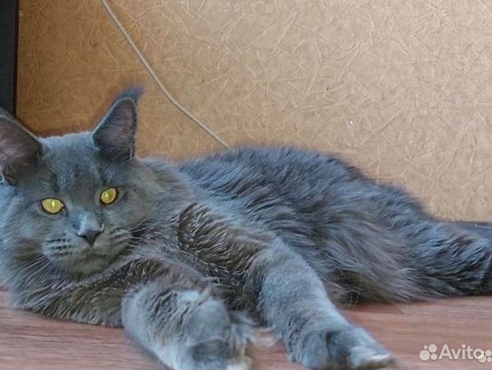 Котёнок мейн-кун