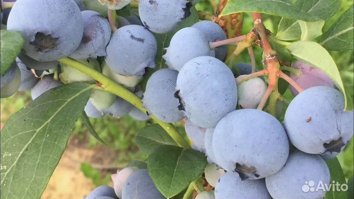 Голубика сорт Блюкроп