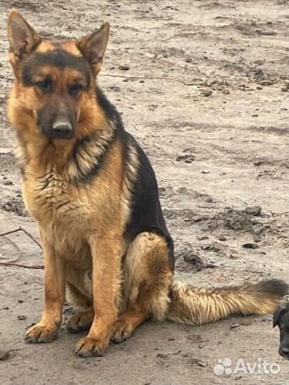 Щенки бесплатно