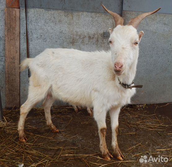 Козы ламанча