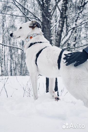Молодой сильный ласковый Юкки томится в приюте