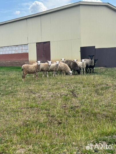 Овцы бараны