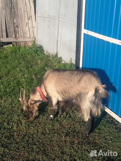 Коза дойная