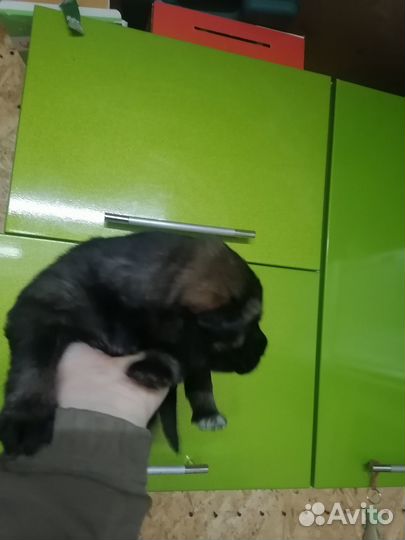 Щенки овчарки