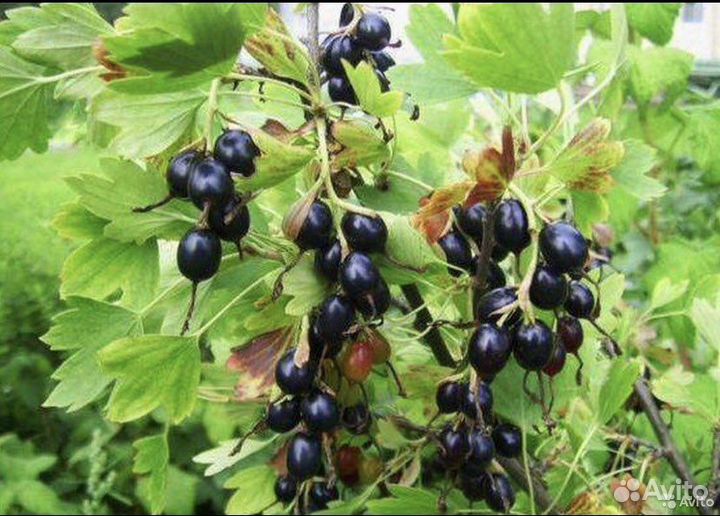 Смородина золотистая. Саженцы