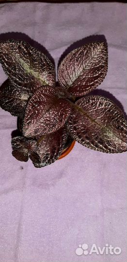 Эписции разные, более 40 сортов