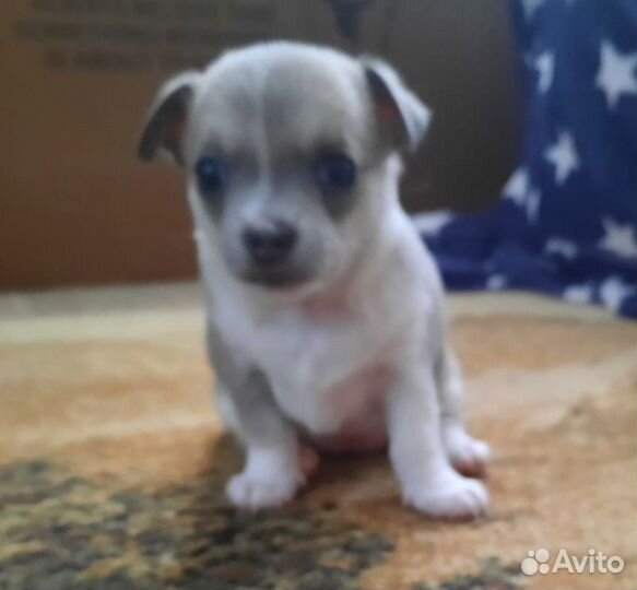 Щенок Чихуахуа девочка