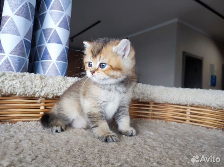 Британский котик
