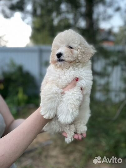 Той пудель миниатюрный
