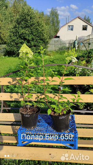 Гортензии м.Кендл, Л.Лайм, Полар Бир, Ванилла и др