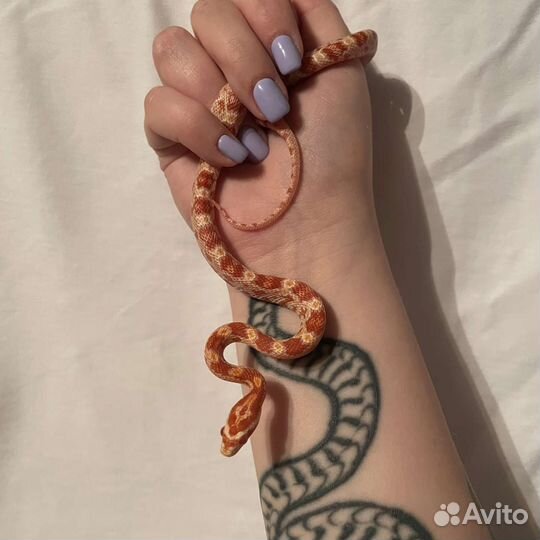 Змея. Маисовый полоз amel phet scaleless