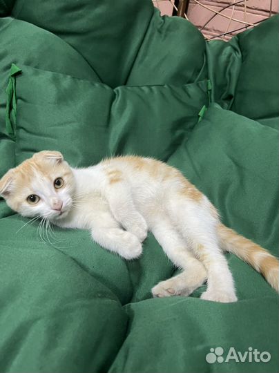 Отдам кошку в добрые руки