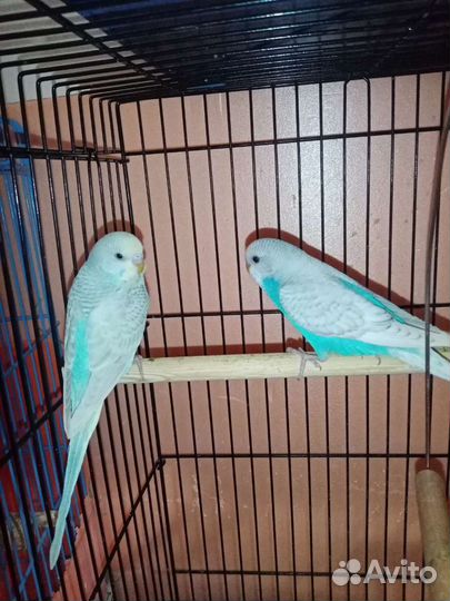 Попугайчики и птенцы своего разведения