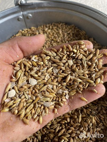 Зерно пшеница, ячмень, овёс, дроблёнка, комбикорм