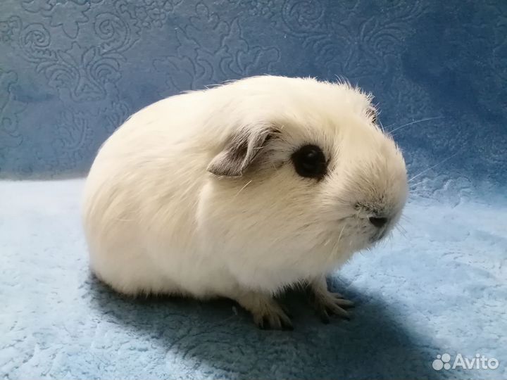 Морские свинки