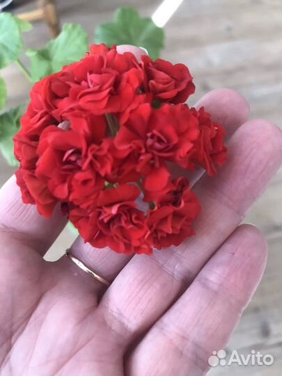 Пеларгония розебудная