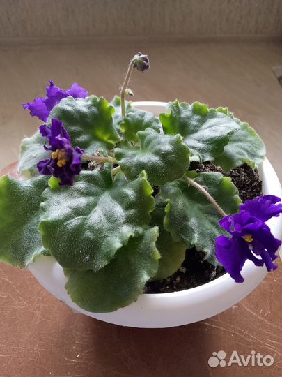 Цветы фиалки