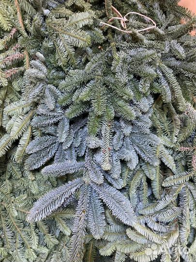 Нобилис ветки оптом