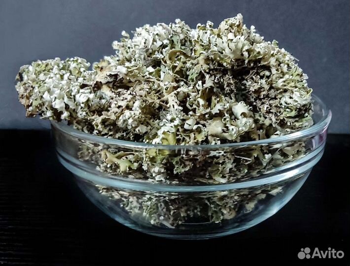 Исландский мох Цетрария