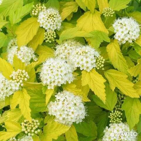 Пузыреплодник калинолистный, кустарники