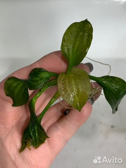 Растения для аквариума