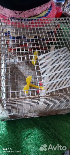 Клетка для перепелок