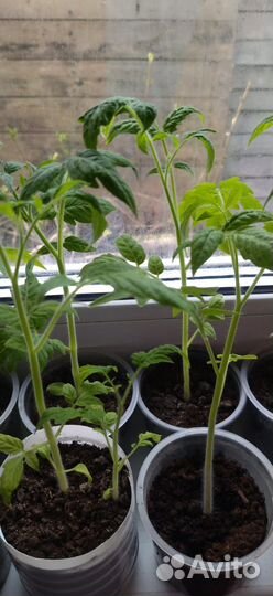 Рассада помидор, перцев, баклажанов