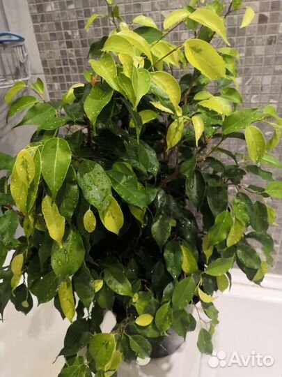 Фикус бенджамина Моник Голден